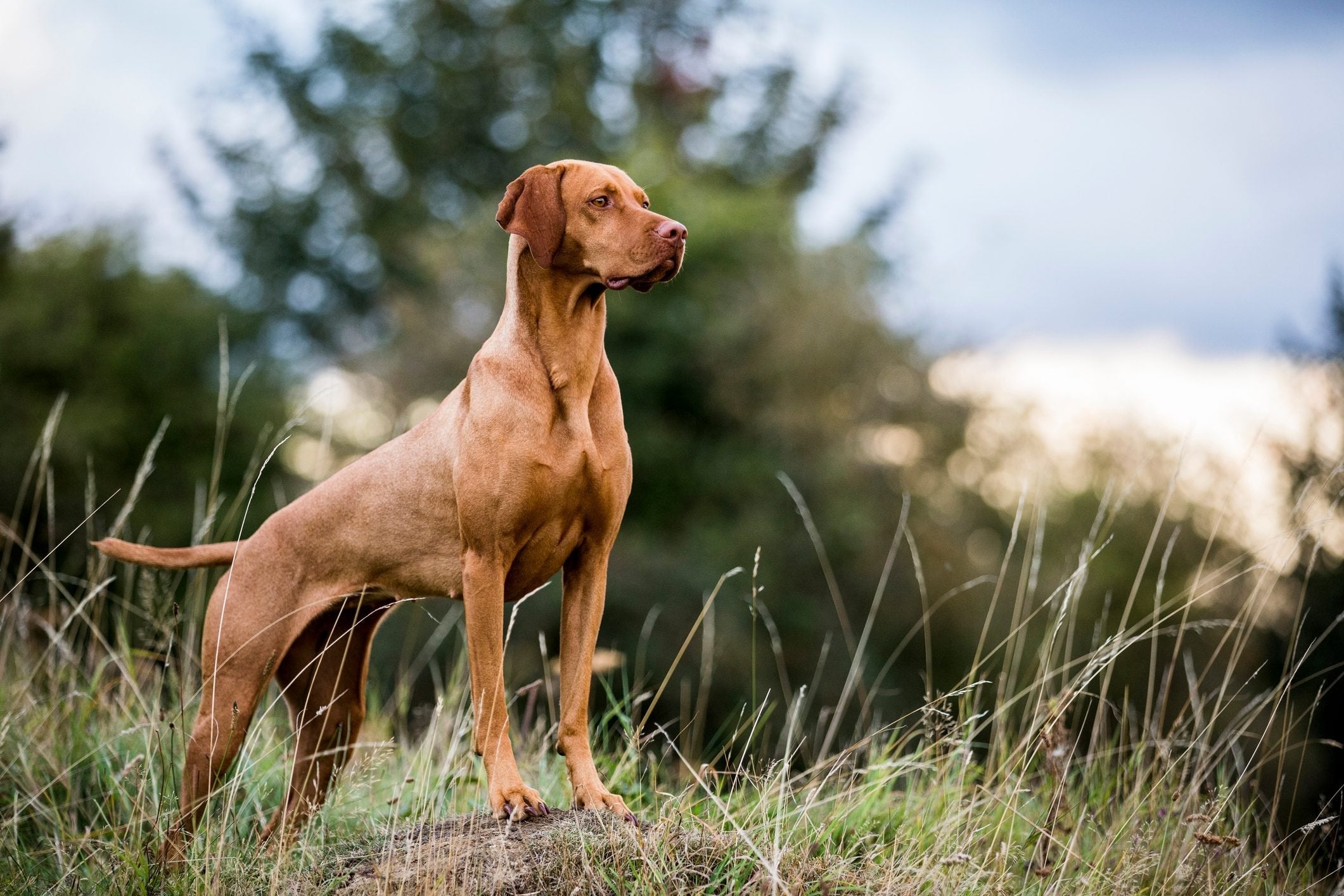 Medium Dog Breeds: Health, Nutrition and Grooming