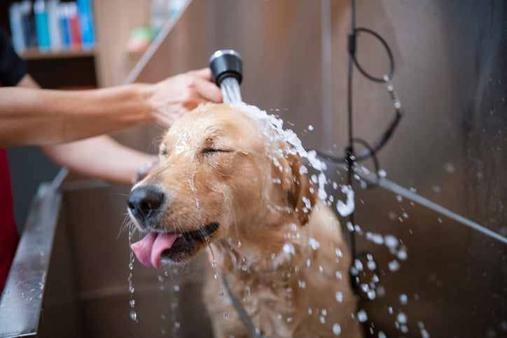 Why Professional Grooming Matters for Your Dog