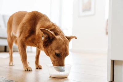 Can Dogs Drink Milk? Everything You Should Know Before Pouring