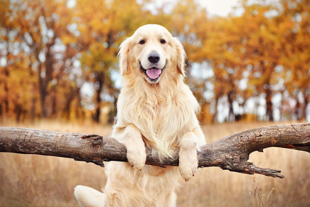 cute golden retriever dog