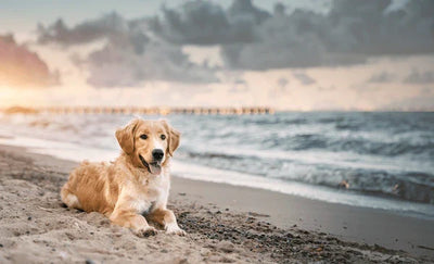 Essential Dog Beach Checklist for a Safe and Fun Day