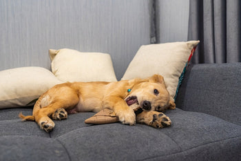 Golden retriever puppy chewing a toy while lying on a grey sofa