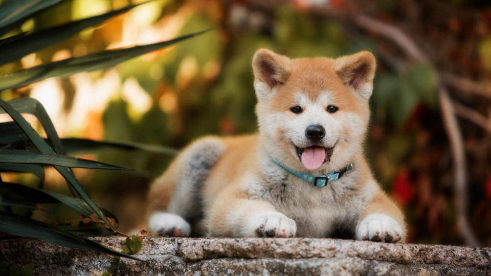 akita dog price india
