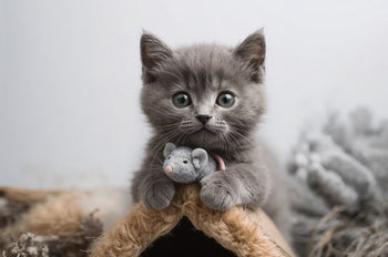 Preventing Hair Fall And Hairballs In Kittens