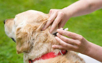 Is Flea and Tick Medicine Safe for Dogs? Risks, Side Effects & Protection