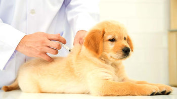Golden Retriever puppy receiving a vaccination from a veterinarian at a clinic