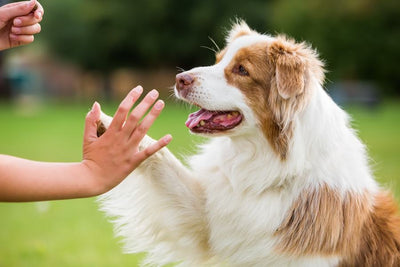 Puppy Training: The Basics Every Pet Parent Should Know