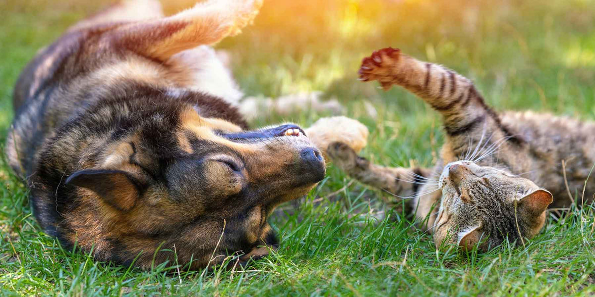 Dog and cat rolling