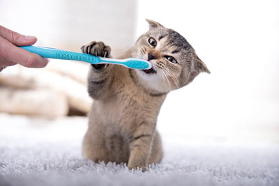 Caring for Cat Teeth: Tips and Tricks