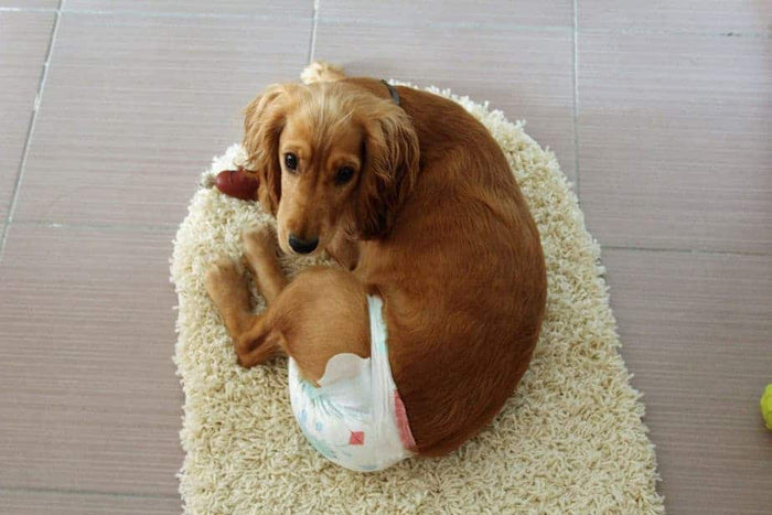 Periods in Dogs: Do Female Dogs Experience Menstruation?