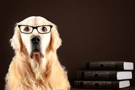 The Most Intelligent Dog Breeds: Which is the Einstein of the Dog World?