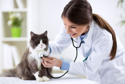 Early Care = Safer Care! Keep Your Cat Healthy with Vet Consults
