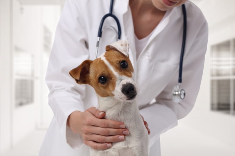 Dog Deworming Schedule: How Often to Deworm Puppies and Adult Dogs?