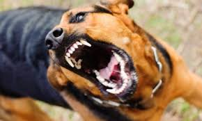 The Most Aggressive Dog Breeds: Understanding Their Behavior