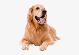 What Does Your Pet’s Coat Really Need?