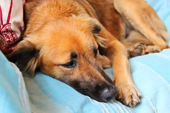 Golden-brown dog lying on blue bedding with its head resting beside its front paw.