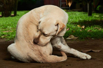 dog scratching