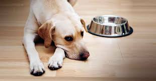 Recurring Upsets? How to Support Your Dog’s Gut Health