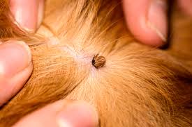 Tick & Flea Prevention