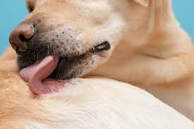 Skin Care for Pets