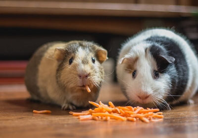 Hamster & Guinea Pig Nutrition: Understanding the Basics
