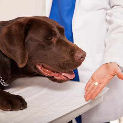 Importance of Prescriptions for Online Pet Medications