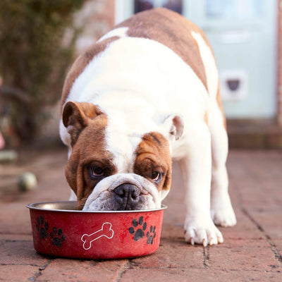 Dry Dog Food vs. Wet Dog Food: Kibble Crunch or Juicy Feast?