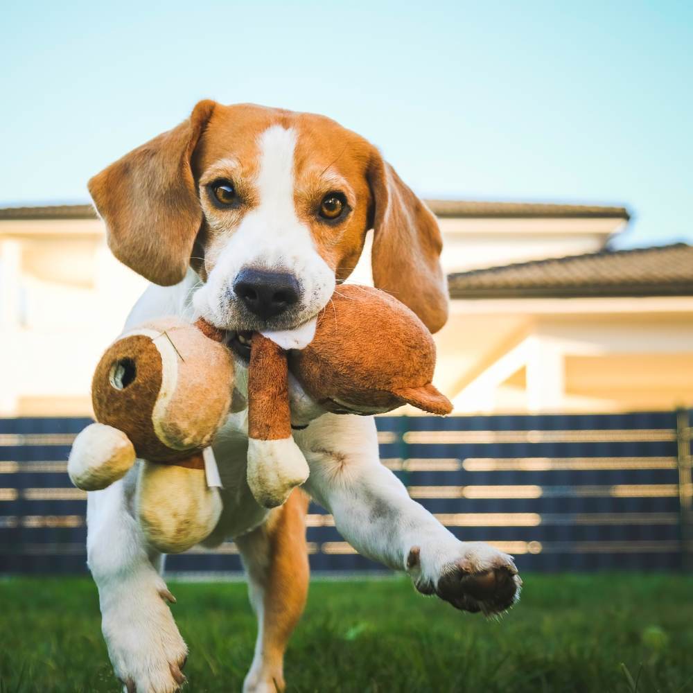 Decode Dog Delight: Plush, Rubber, or Interactive Toys?