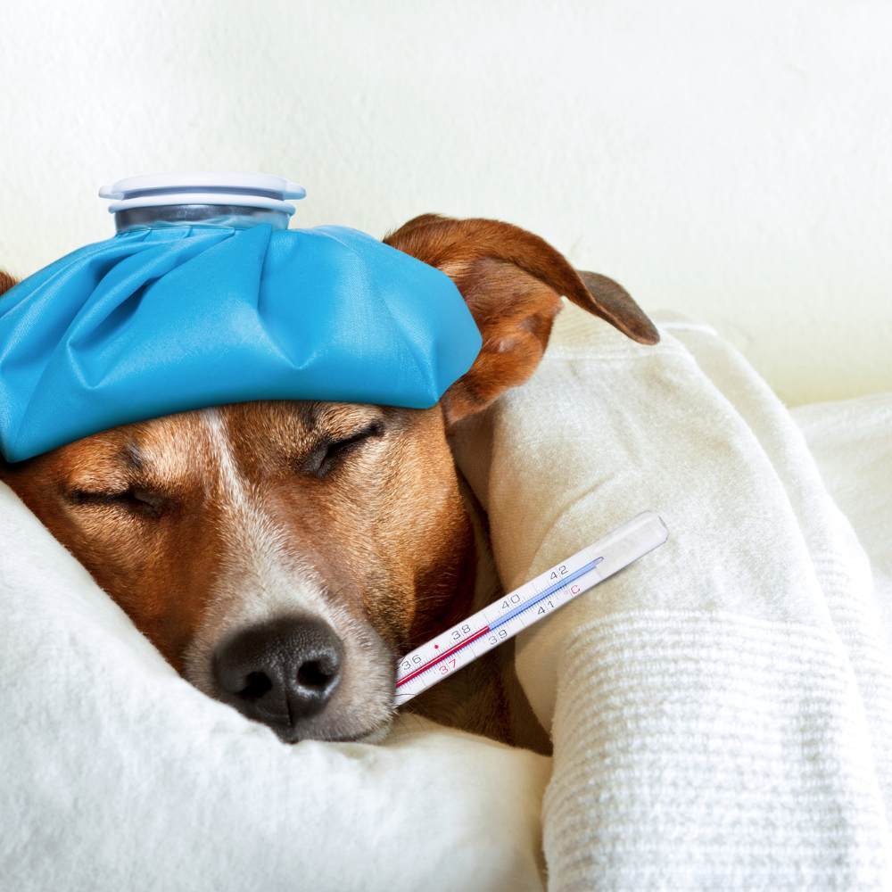 5 Common Dog Illnesses in Winters and How to Beat Them