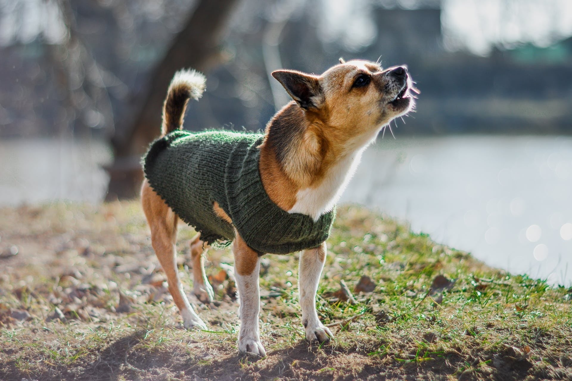 Barking Mad: Decoding Dog Barks and Vocalizations