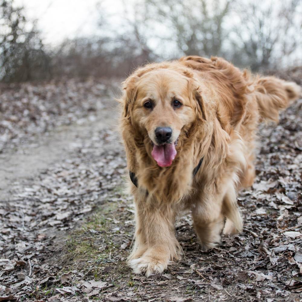 An old dog walking in the forest