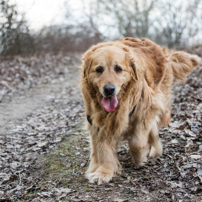 How to Take Care of Your Older Dog During Winter Season