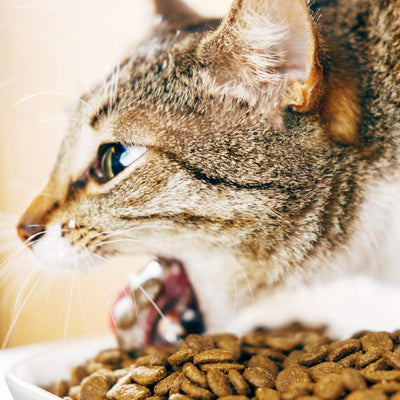 Cat Vomiting: What You Need to Know to Help Your Cat