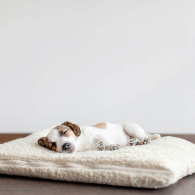 Orthopaedic Dog Beds v/s. Standard Dog Beds