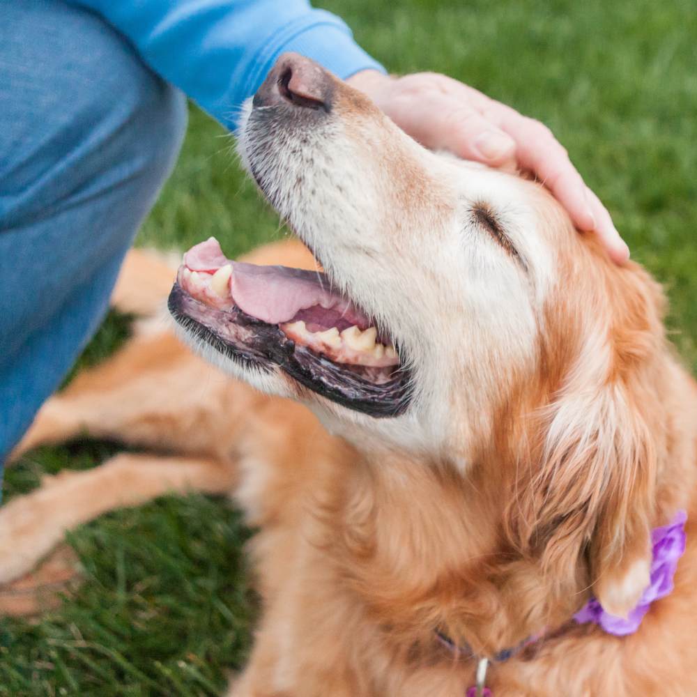 Pet parent petting their senior dog