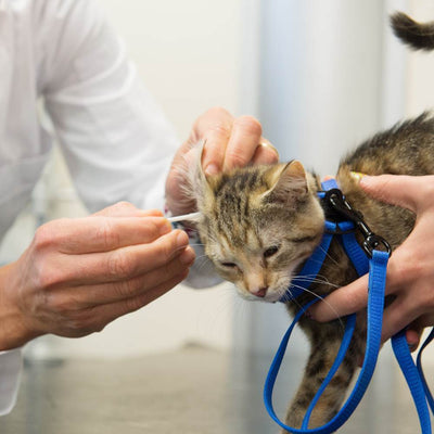 How to Recognize and Treat Ear Mites in Your Cat?