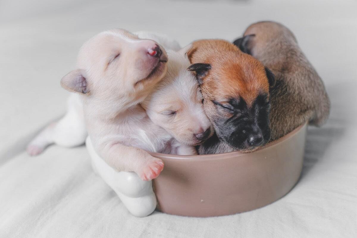 Puppy Weaning