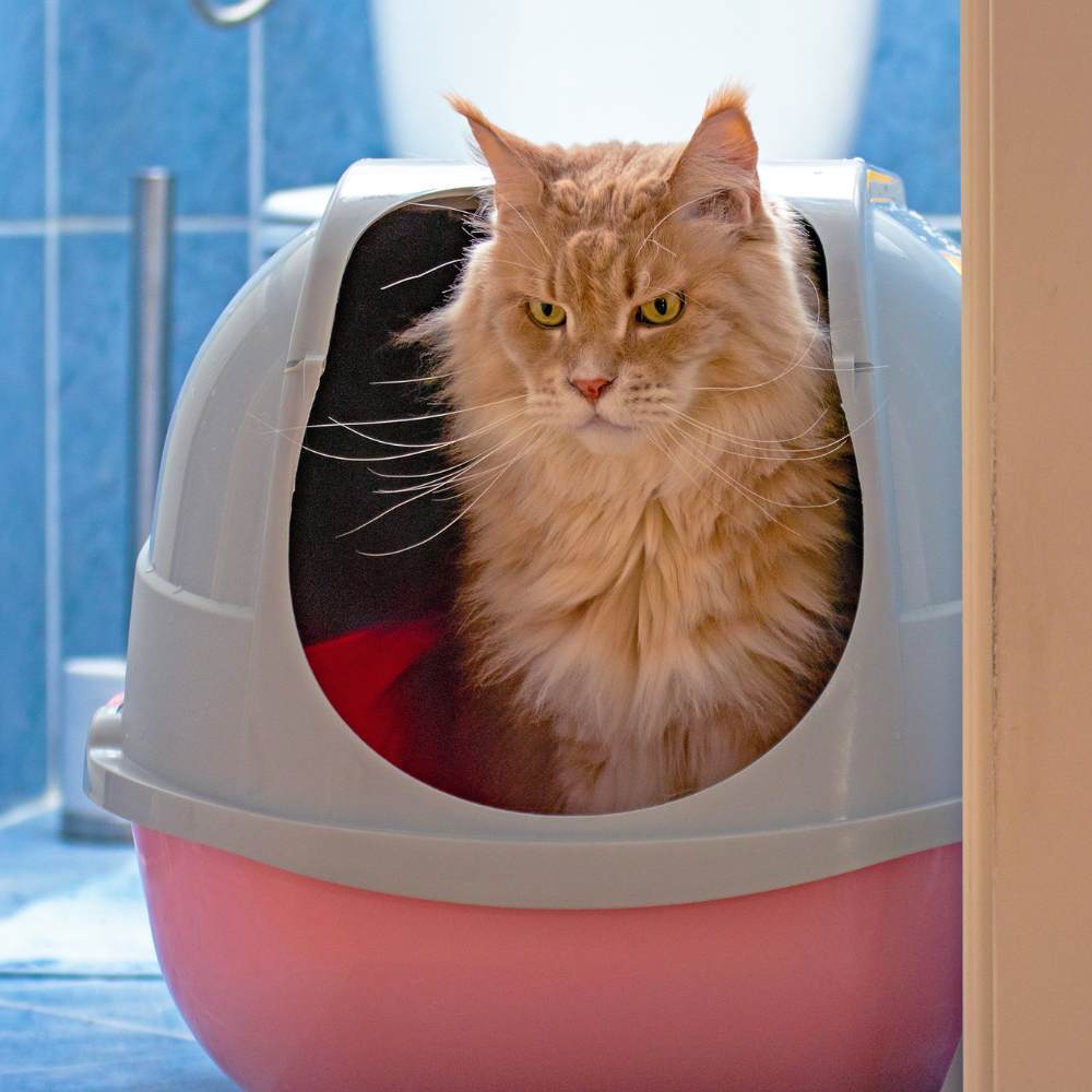 What Should You Do If Your Cat has Diarrhea?