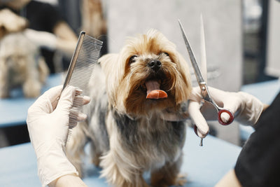 Dog Grooming Tips for a Summer-Ready Pup