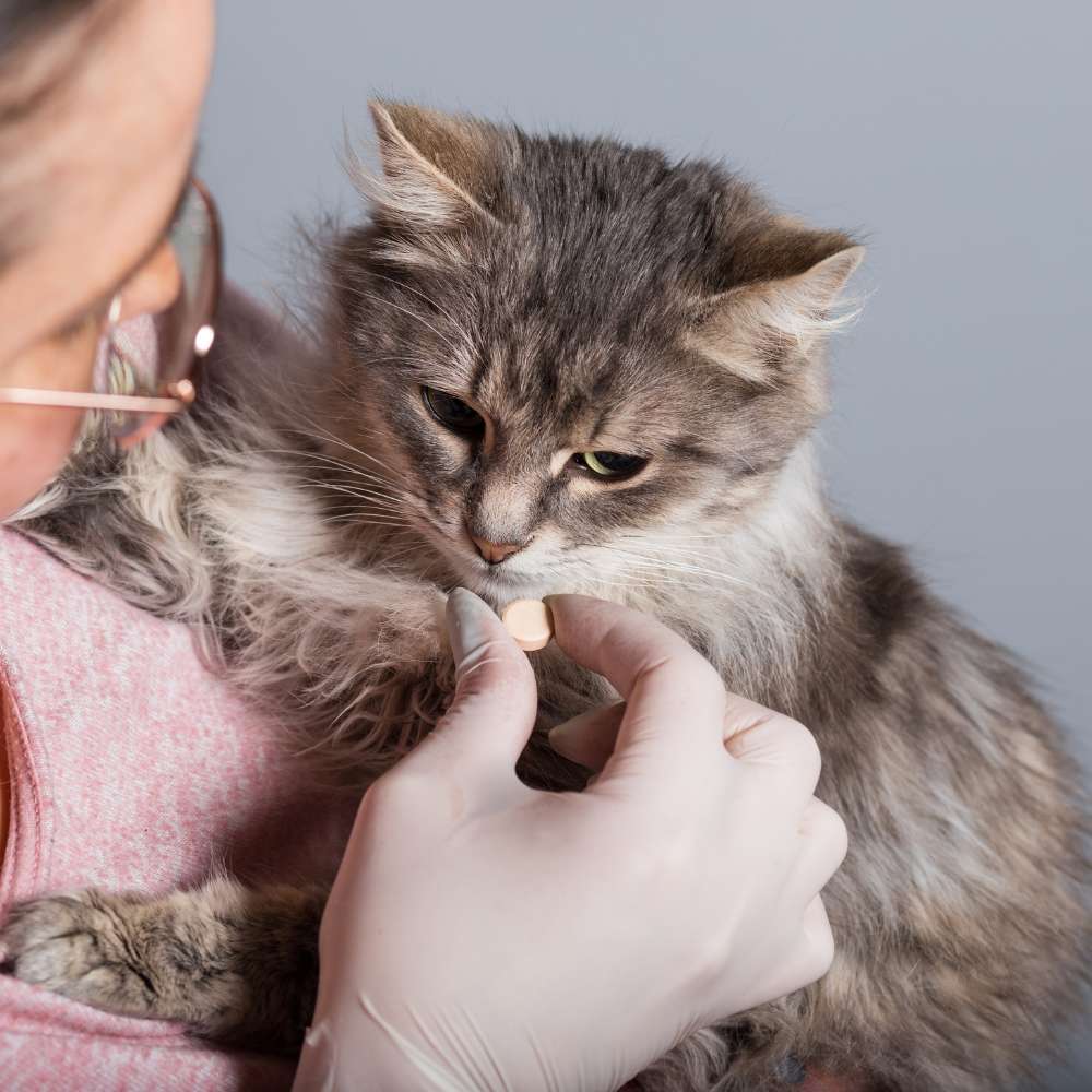 Giving Cat Deworming Tablet