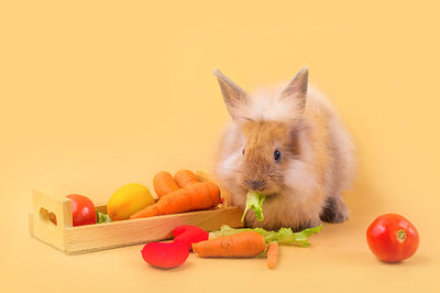 The Ultimate Guide to Rabbit Food: Tips for a Healthy and Balanced Diet