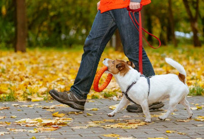 Pawsome Public Walking: Etiquettes to Teach Your Dog!