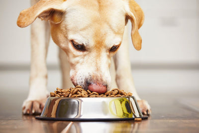 Encouraging Healthy Eating Habits in Pets Through Slow Feeders