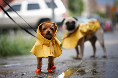 Rainy Day Walkies: Tips for Keeping Your Dog Healthy During Monsoons