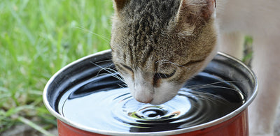 How To Help Your Cat Drink More Water In Summers?