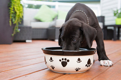 How to Introduce Home-Cooked Meals to Your Puppy