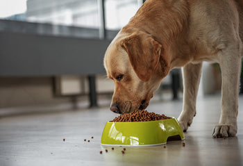 Best Dog Food Brands in India