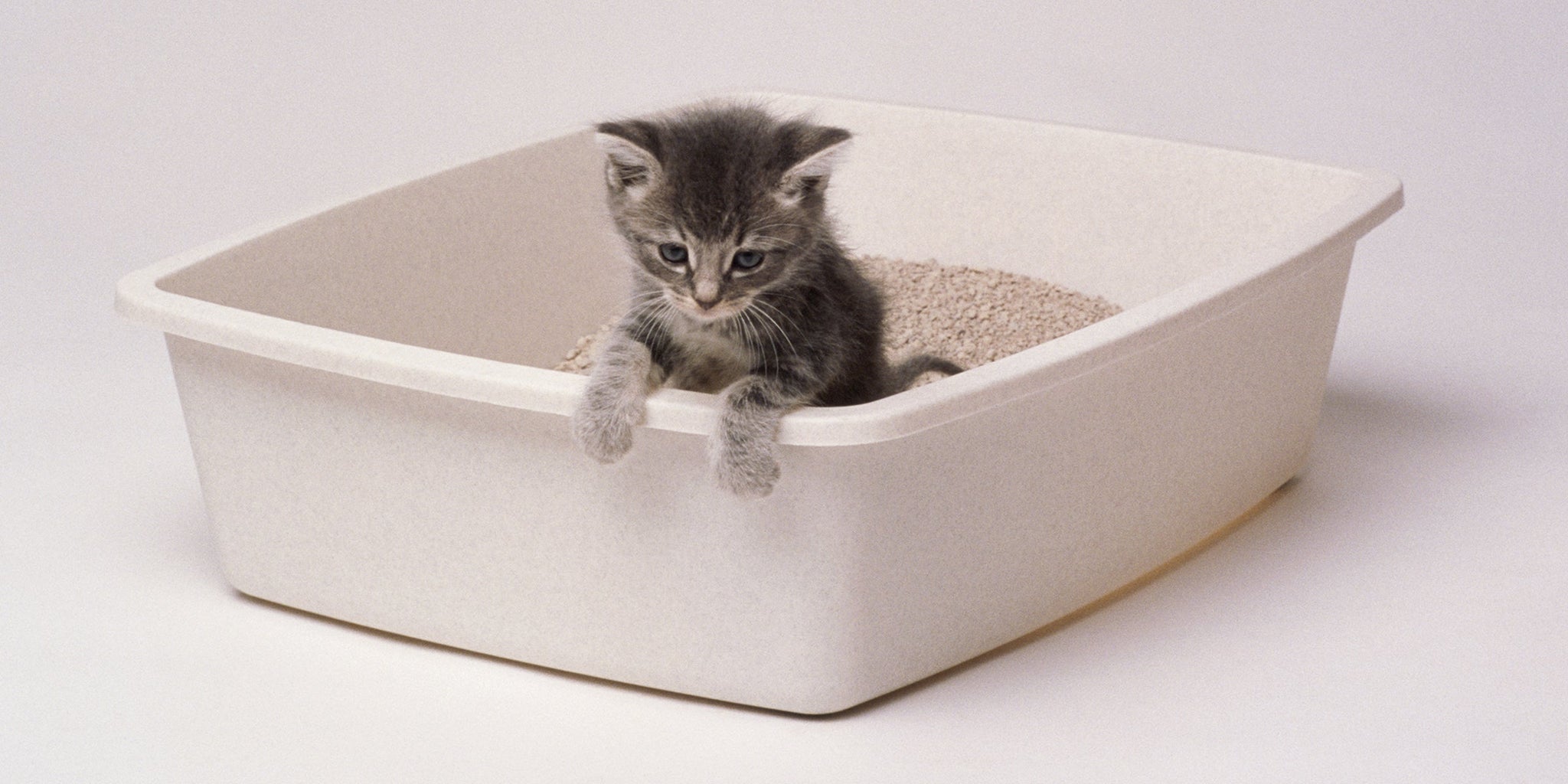The 10 Best Cat Litter Brands in India