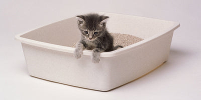 The 5 Best Cat Litter Brands in India