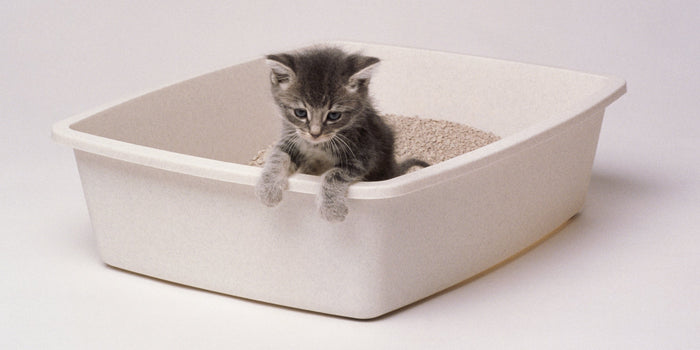 The 10 Best Cat Litter Brands in India